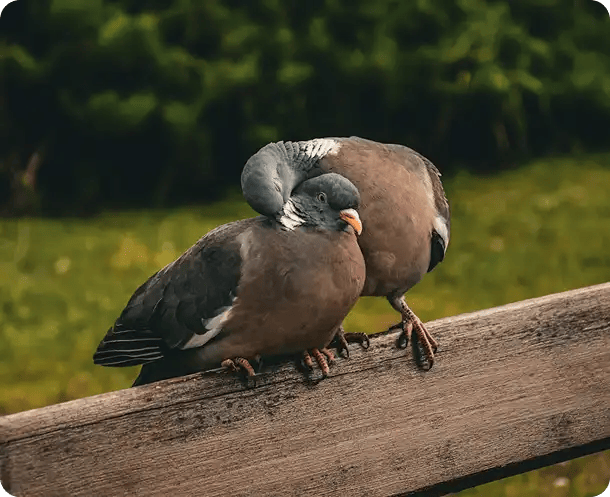 Two pigeons perched closely together on a wooden fence, with one gently resting its head on the other, symbolizing the companionship, social connection, and improved relationships fostered through Jango’s NDIS support services.