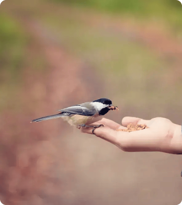 A small chickadee bird perched on an open palm eating seeds, symbolizing the delicate building of trust, patience, and the gentle, personalized support Jango provides across its service areas.