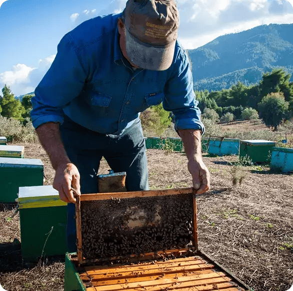 A man in a blue denim shirt and cap carefully inspects a beehive frame in a rural outdoor setting, representing Jango’s commitment to helping NDIS participants in Northern NSW engage in meaningful hobbies, vocational skills, and agricultural community activities.