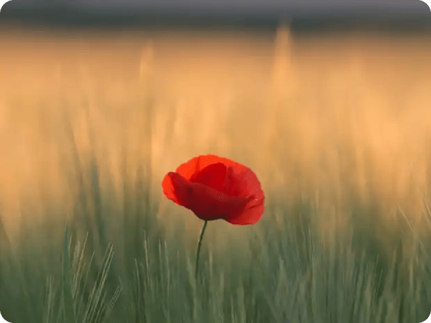 A close-up of a single red poppy blooming in a sunlit field, serving as a metaphor for the individual growth and emotional resilience fostered in Jango's creative programs.