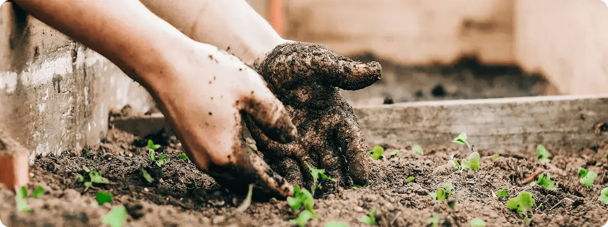 A close-up of hands working in rich soil to plant seedlings, illustrating the therapeutic and sensory gardening activities offered by Jango Community Services.