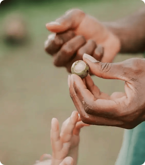Two people's hands holding a small green seed or nut outdoors, representing the hands-on learning and community participation activities offered through Jango's NDIS programs.