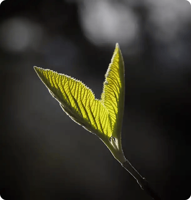 A close-up of a young green leaf budding from a branch and glowing in the sunlight, representing the resilience and potential for new growth supported by Jango's recovery coaches.