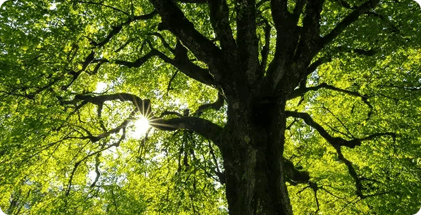 Sunlight shining through the green leaves of a large tree, with branches spreading wide and the sun visible between them.